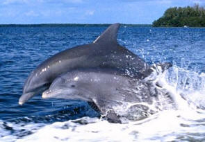 Florida Delfine